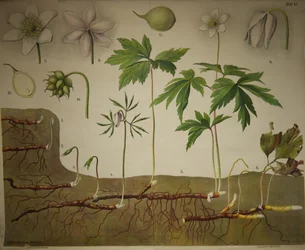Schmeils Botanische Wandtafeln Anatomische Reihe